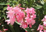 Nerium oleander. Цветки. Крым, Южный Берег, Никитский ботанический сад. 22 августа 2015 г.