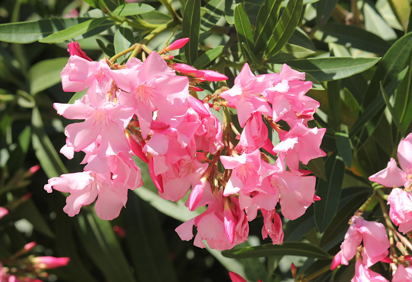 Изображение особи Nerium oleander.