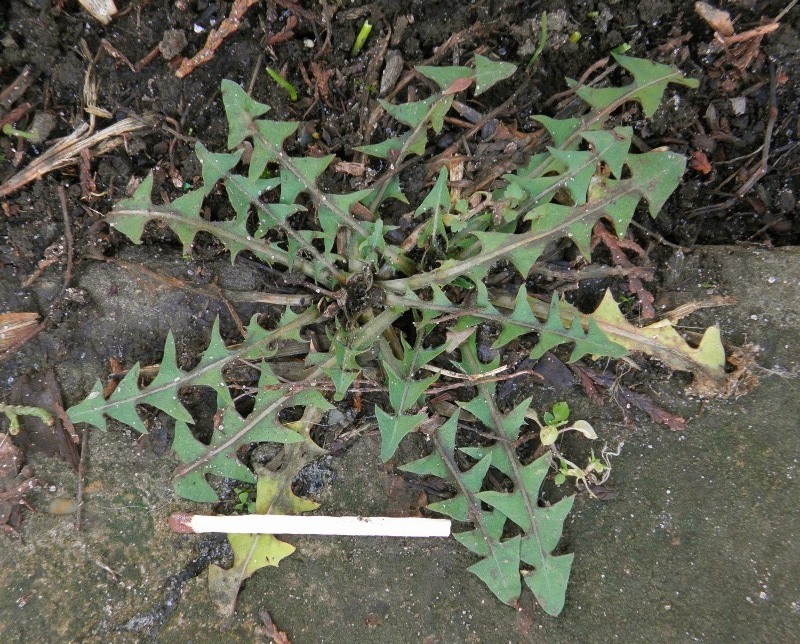 Image of genus Taraxacum specimen.