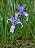 Iris lactea. Верхушки цветущих растений. Китай, пров. Ганьсу, хр. Циляньшань, дол. Матисы, ≈ 2600 м н.у.м., используемый под выпас луговой склон. 05.06.2025.