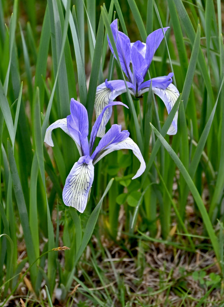 Image of Iris lactea specimen.