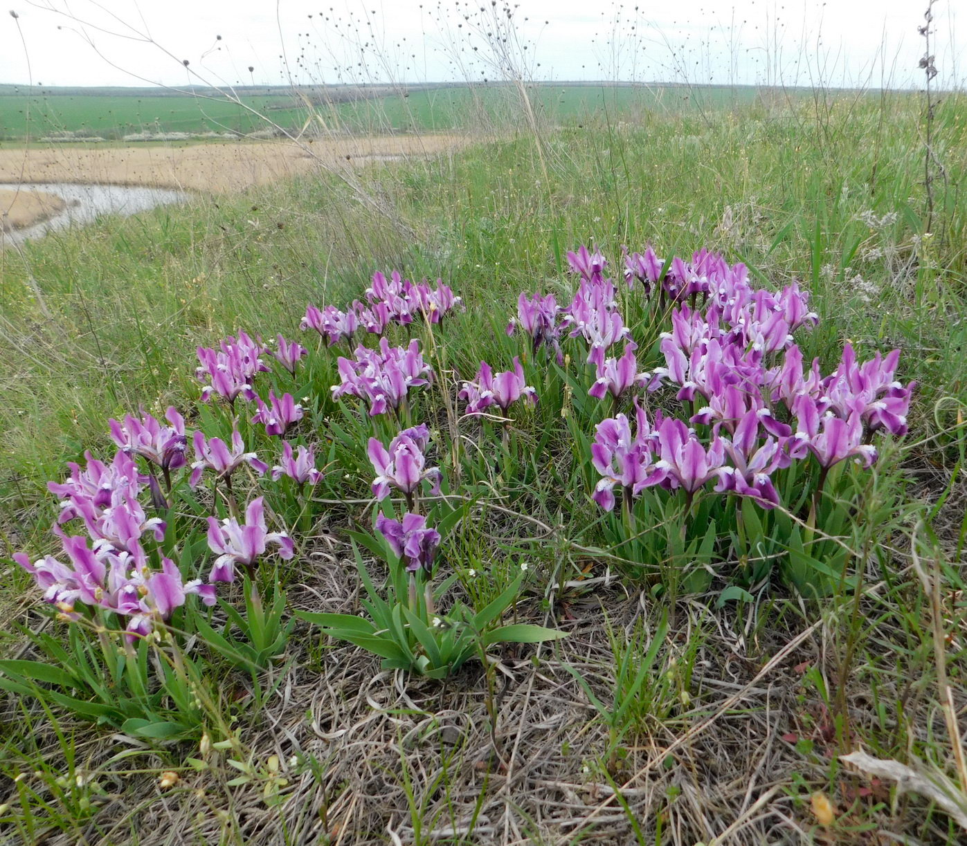 Image of Iris pumila specimen.