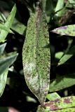 Digitalis laevigata. Лист, пораженный пятнистостью. Белгородская обл., пос. Ракитное, ул. Сосновая, 2, в культуре. 21 июня 2026 г.