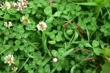род Trifolium. Листья. Мурманская обл., окр. пос. Росляково, западный берег губы Чалмпушка, небольшой луг на берегу. 8 июля 2026 г.