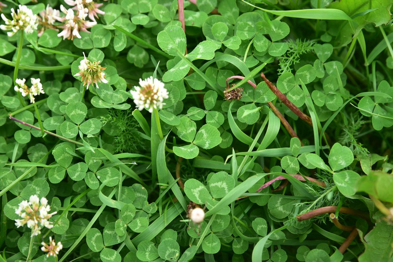 Изображение особи Trifolium repens.
