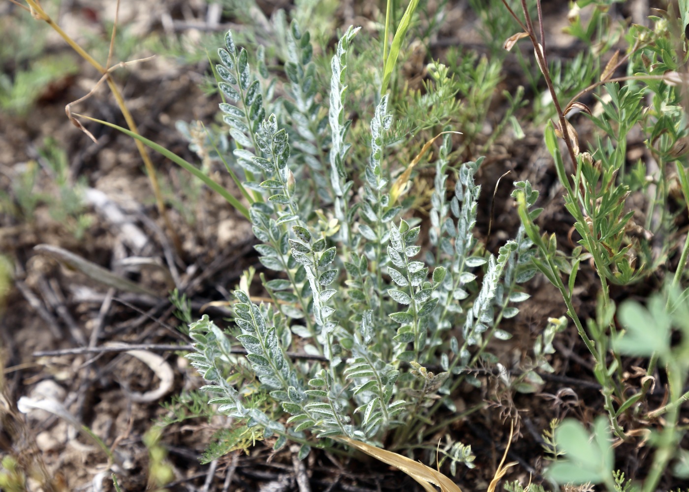 Изображение особи Oxytropis rosea.