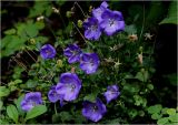 Campanula carpatica. Цвктущее растение. Московская обл., Раменский р-н, окр. дер. Хрипань, садовый участок. 28.06.2026.