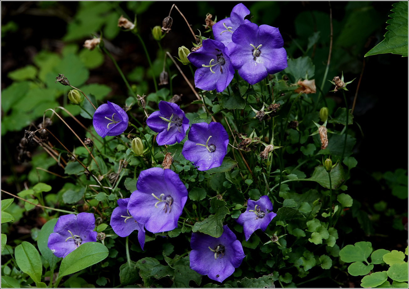 Image of Campanula carpatica specimen.