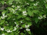 Philadelphus tenuifolius. Ветви с цветущими побегами. Хабаровский край, окр. г. Комсомольск-на-Амуре, смешанный лес с преобладанием Betula. 21.06.2026.
