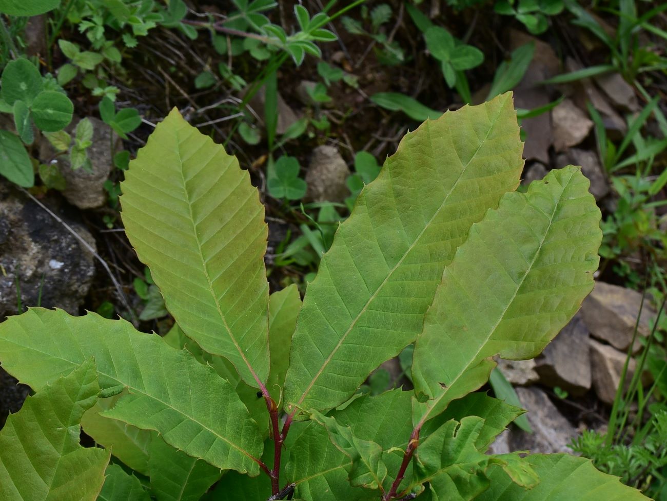 Image of Castanea sativa specimen.
