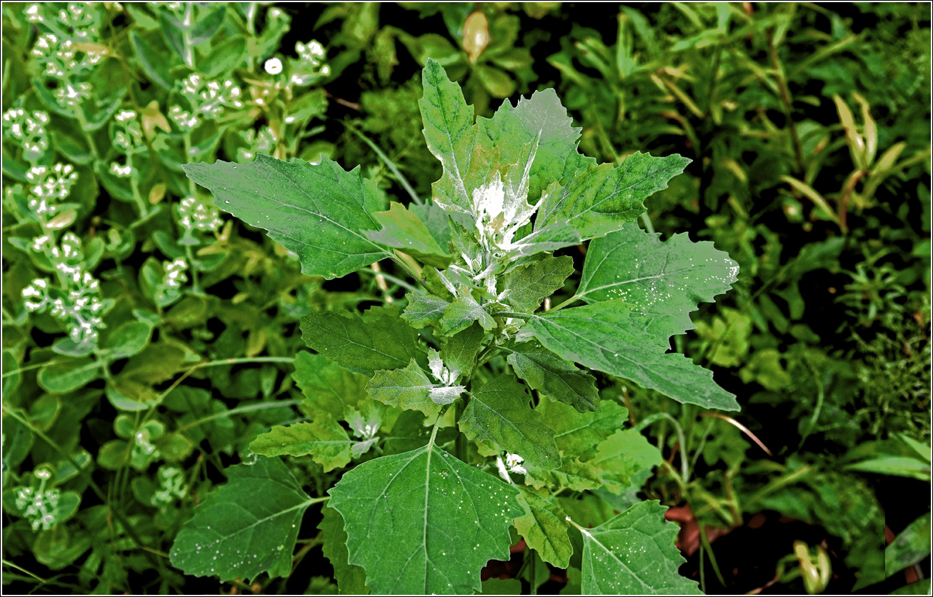 Изображение особи Chenopodium album.
