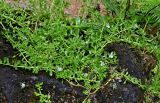 Bacopa caroliniana