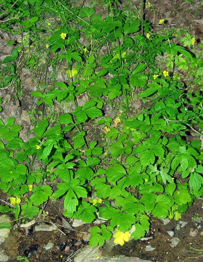 Image of Geum urbanum specimen.