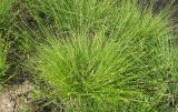 Carex loliacea