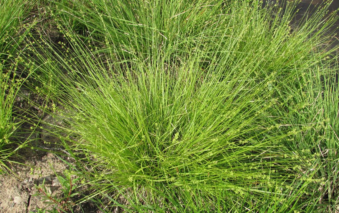 Изображение особи Carex loliacea.