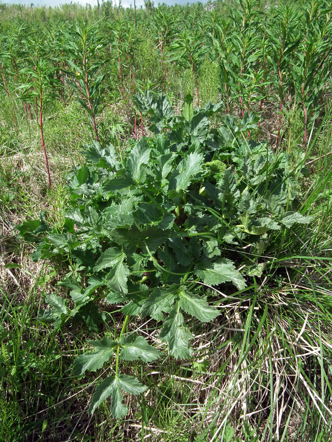 Image of Archangelica officinalis specimen.