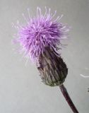 Cirsium setosum. Соцветие. Новосибирская обл., Карасукский р-н, с. Благодатное, край поля. 06.07.2011.