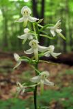 Platanthera × hybrida. Соцветие. Горный Крым, ур. Курлюк-Баш. 17 июля 2011 г.