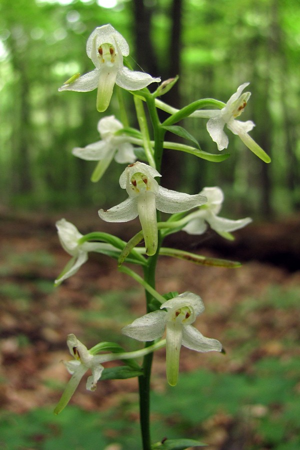 Изображение особи Platanthera &times; hybrida.