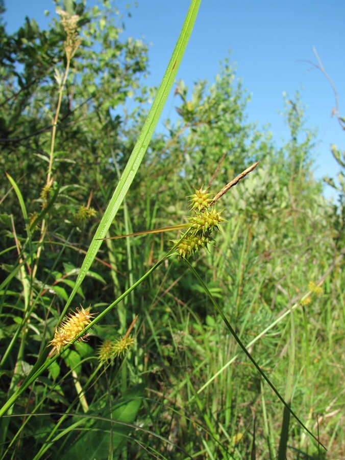 Image of Carex flava specimen.