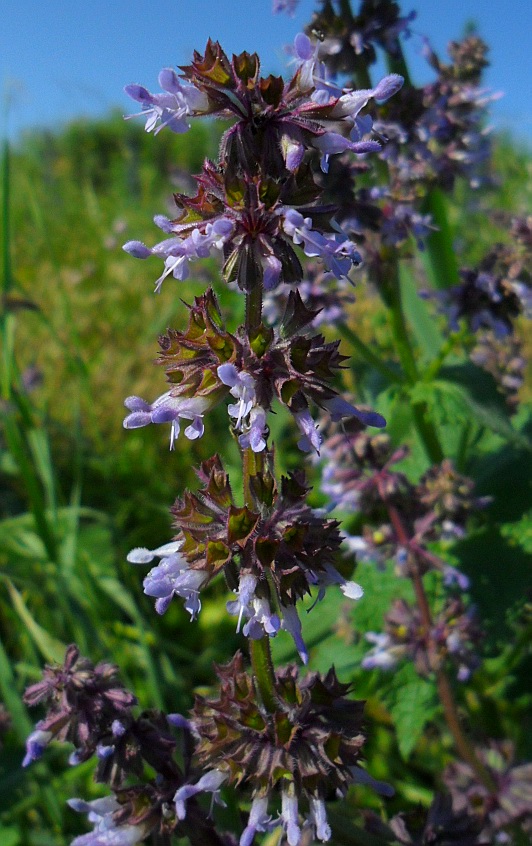 Изображение особи Salvia verticillata.