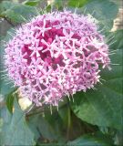 Clerodendrum bungei