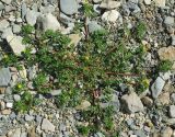 Potentilla supina subspecies paradoxa. Цветущее растение. Казахстан, хр. Каратау, русло реки Арыстанды. 01.05.2011.