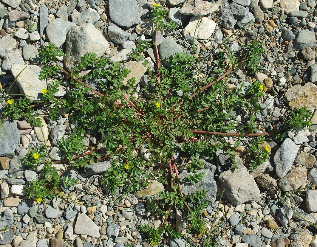 Изображение особи Potentilla supina ssp. paradoxa.