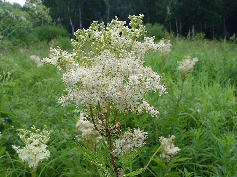 Image of Filipendula ulmaria specimen.