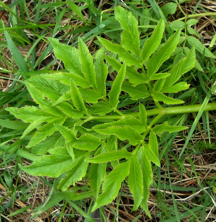 Image of Angelica sylvestris specimen.