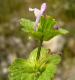 Lamium amplexicaule