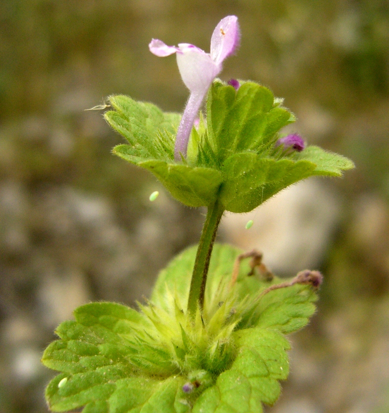 Изображение особи Lamium amplexicaule.