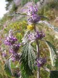 Marrubium leonuroides