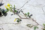 Trigonella grandiflora