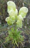 Aconitum confertiflorum. Верхушка побега с соцветием. Ставропольский край, окр. ст. Подкумок, склон Джинальского хребта, степь. 03.10.2010.