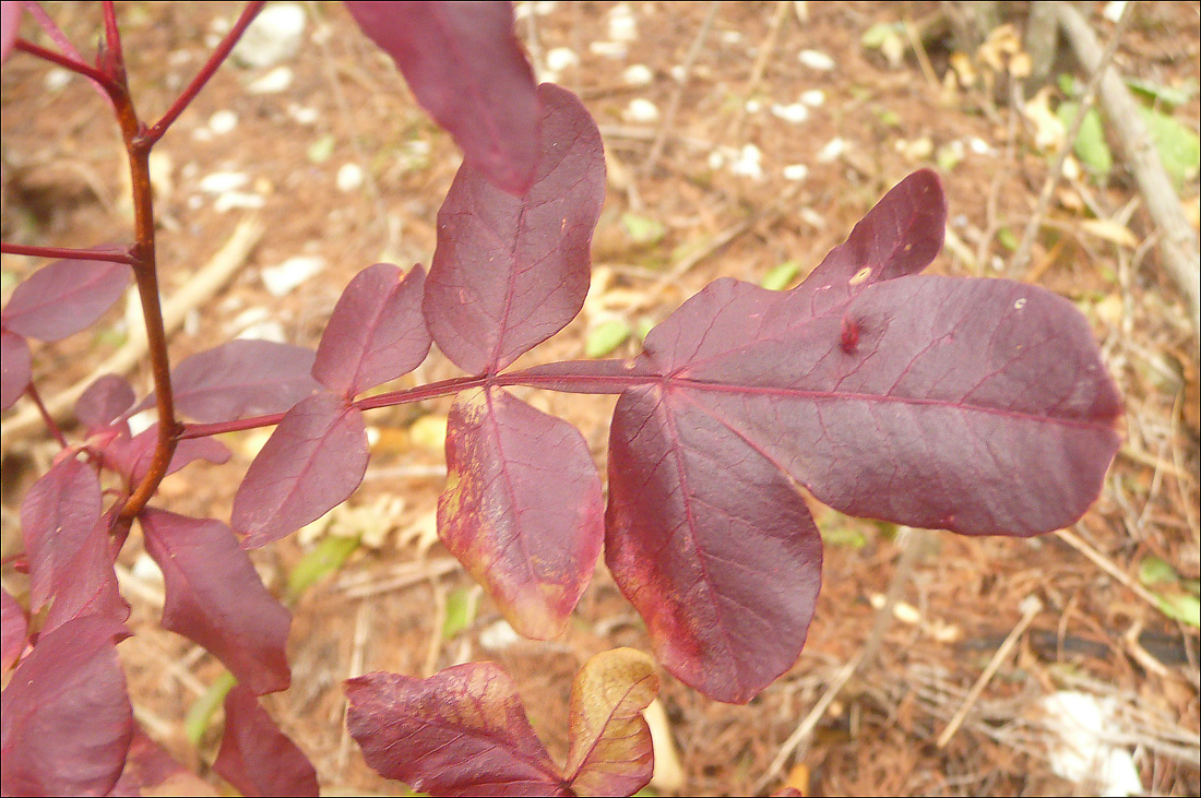 Image of Pistacia mutica specimen.