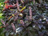 Ocimum basilicum