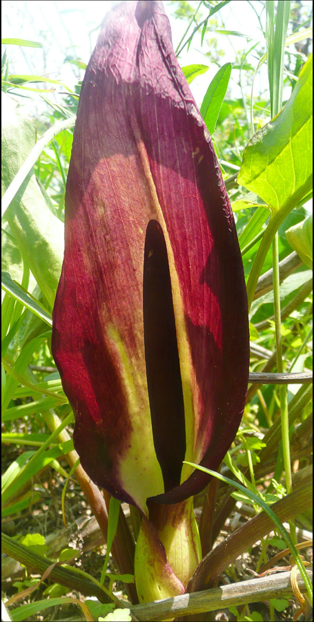 Изображение особи Arum elongatum.