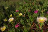 genus Carpobrotus. Цветущие растения в сообществе с Artemisia monosperma на закреплённых песках. Израиль, Шарон, г. Герцлия, высокий берег Средиземного моря. 15.04.2012.