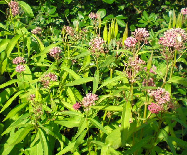 Image of Asclepias incarnata specimen.