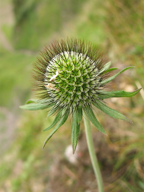 Изображение особи Scabiosa opaca.