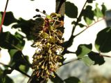 Ceratonia siliqua