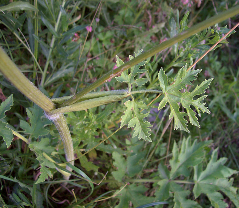 Image of Heracleum sibiricum specimen.