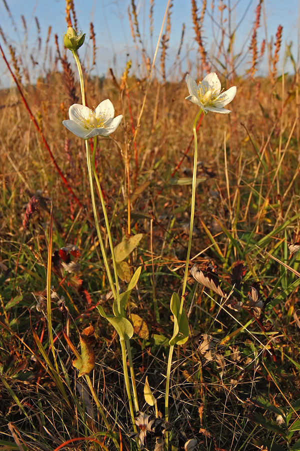 Image of Parnassia palustris specimen.