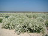 Crambe maritima