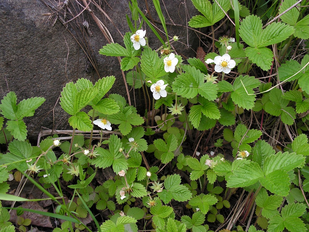 Изображение особи Fragaria orientalis.