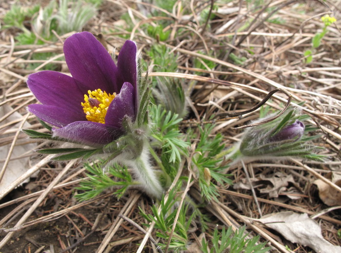 Image of genus Pulsatilla specimen.