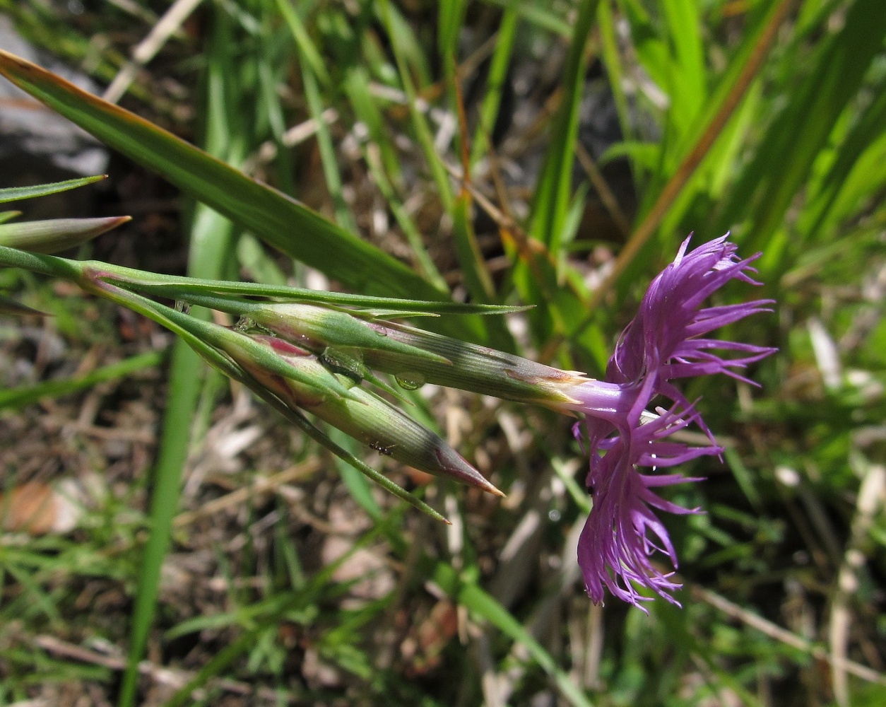 Image of Dianthus hyssopifolius specimen.