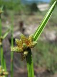 Schoenoplectiella mucronata. Верхушка цветущего растения. Абхазия, Гагрский р-н, окр. с. Бзыпта, рудеральное местообитание. 13.06.2012.