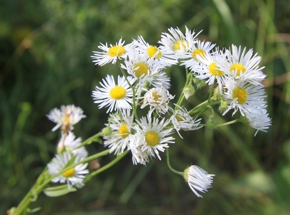 Изображение особи Erigeron annuus.